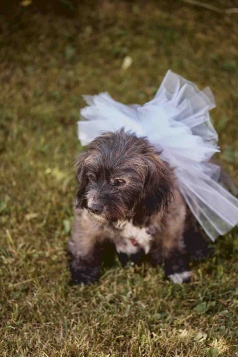 Cane con fiocco in tulle bianco su prato alpino, dettaglio fotografato da un fotografo matrimonio Cortina d’Ampezzo.